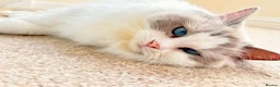 Ragdoll cats for sale: Pedigree Ragdoll GCCF for rehome - Advert 6