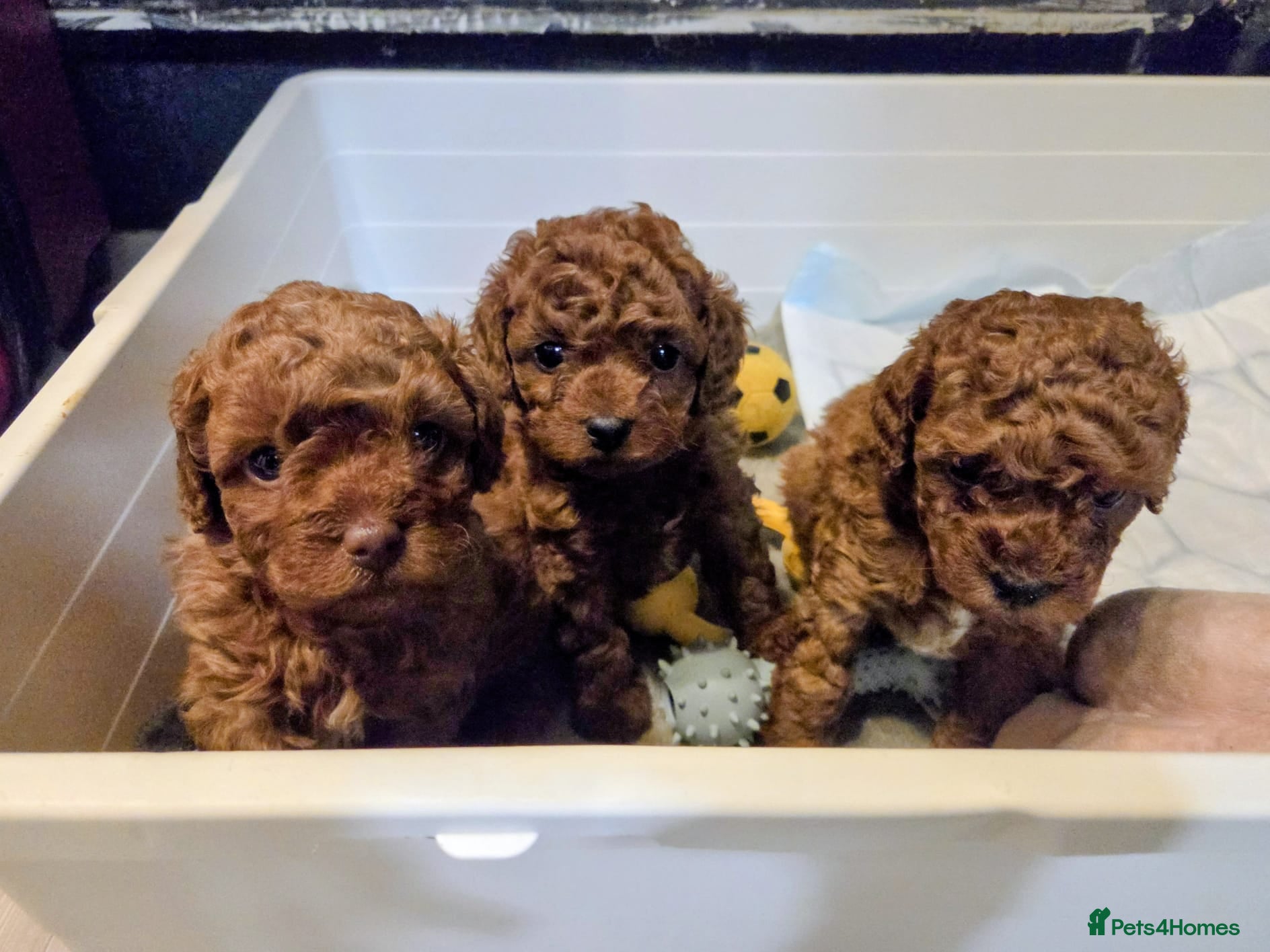 Toy Poodle dogs Beautiful Litter of Toy Poodle Puppies - Advert 2