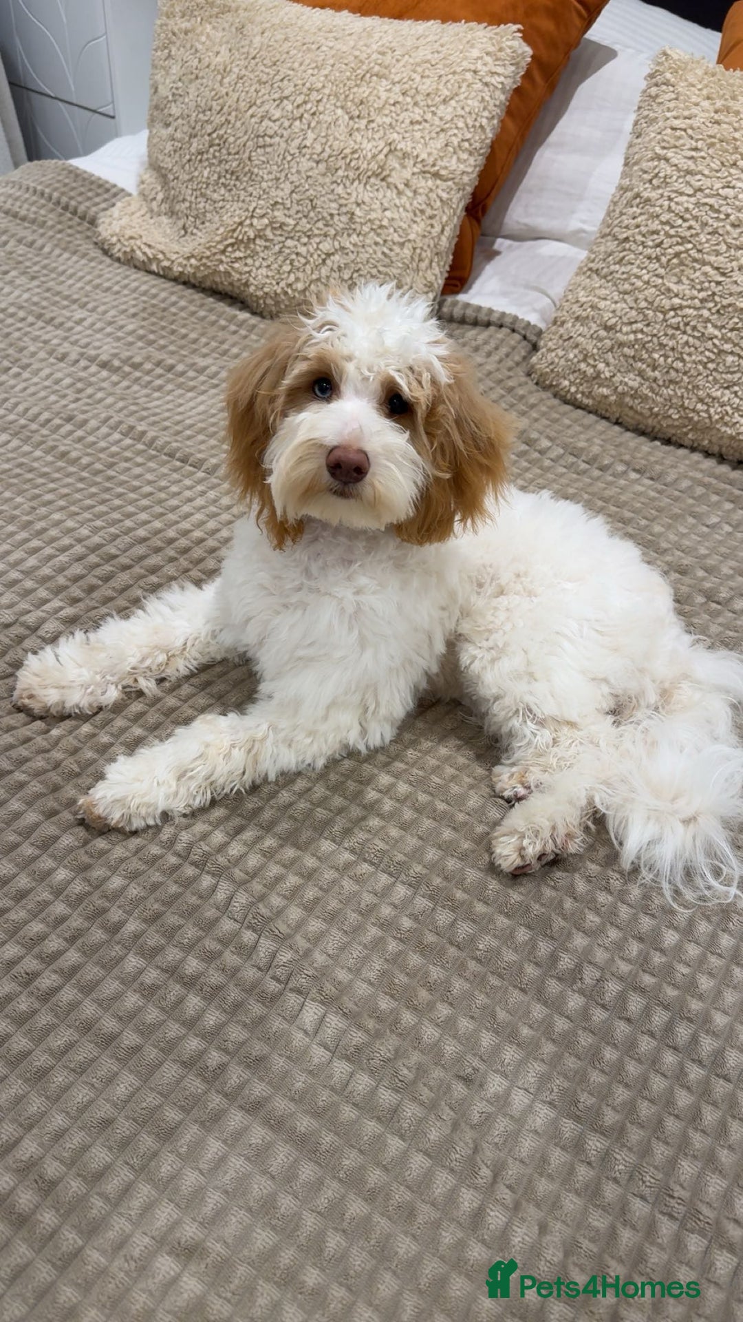 Cockapoo dogs for sale: Re-homing 8month old Luna- Female Cockapoo - Advert 1