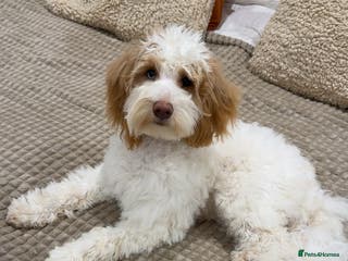 Cockapoo dogs Re-homing 8month old Luna- Female Cockapoo - Advert 1