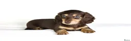 Miniature Dachshund dogs for sale: 2 Longhair chocolate and cream female’s  - Advert 1