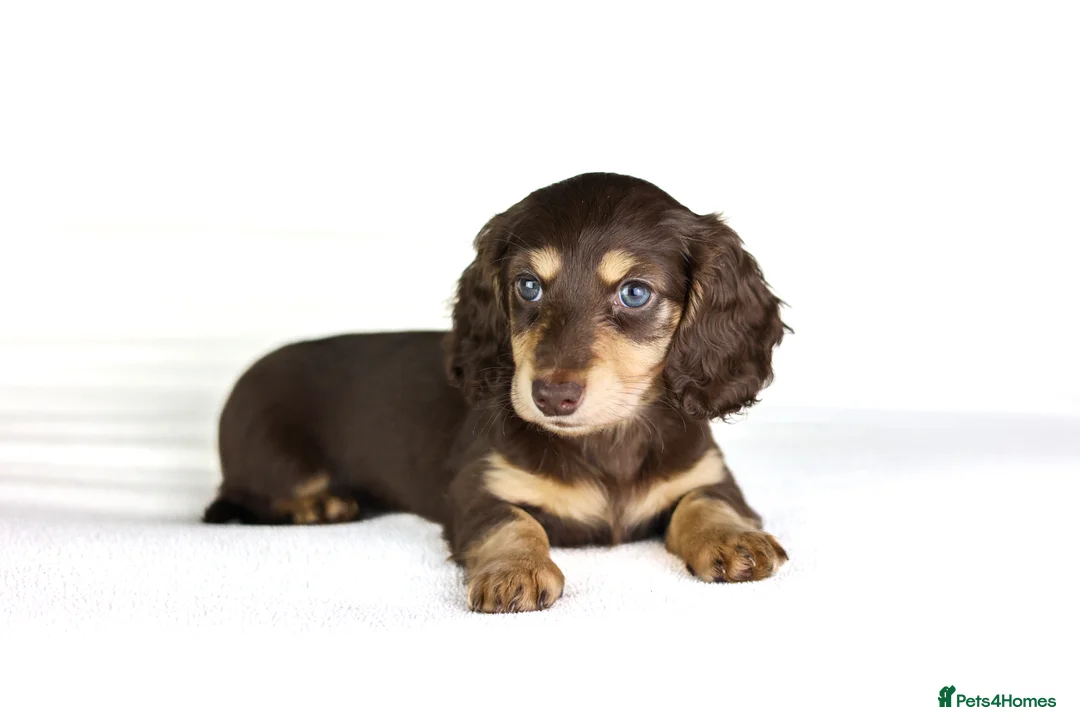 Miniature Dachshund dogs for sale: 2 Longhair chocolate and cream female’s  - Advert 1