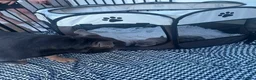 American Bully dogs for sale: POCKET BULLYS PUPPY’S FOR SALE in Bromley - Advert 8