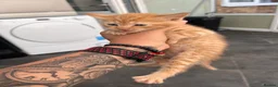 Mixed Breed cats for sale:  Beautiful Playful Kittens Ready for reservations  - Advert 7