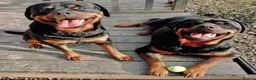 Rottweiler dogs for sale: Beautiful Ruby 3 year old pure bred Rottweiler  - Advert 2
