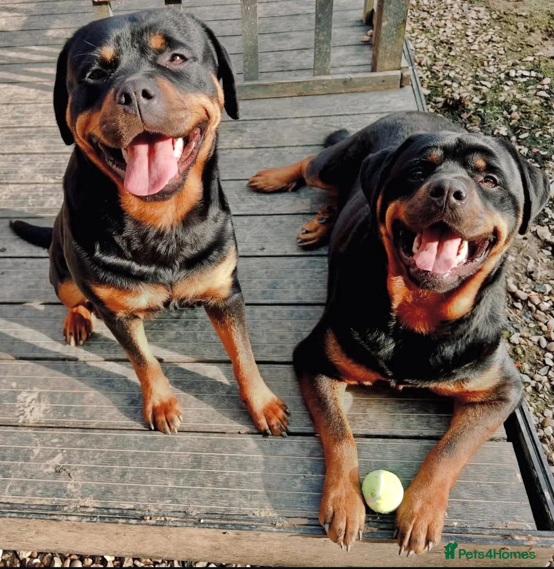 Rottweiler dogs for sale: Beautiful Ruby 3 year old pure bred Rottweiler  - Advert 2