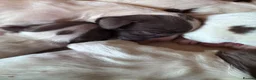 English Springer Spaniel dogs for sale: Beautiful Liver & White Springer Spaniel Puppies - Advert 3