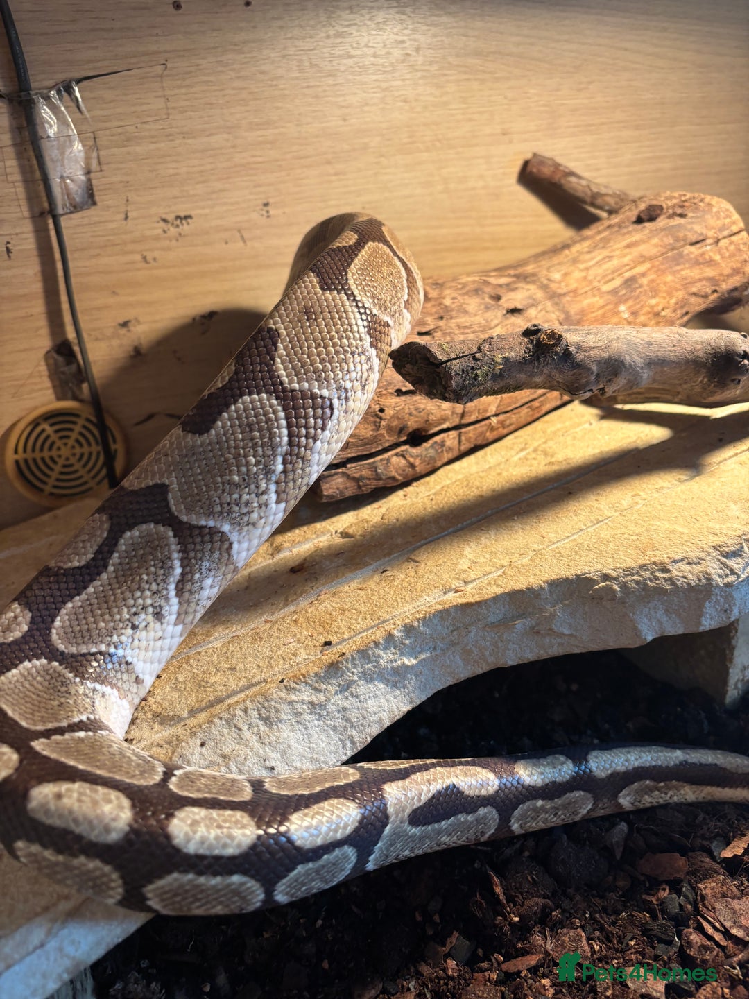 Python Snake reptiles for sale: Royal python - male -6 years old  - Image 5
