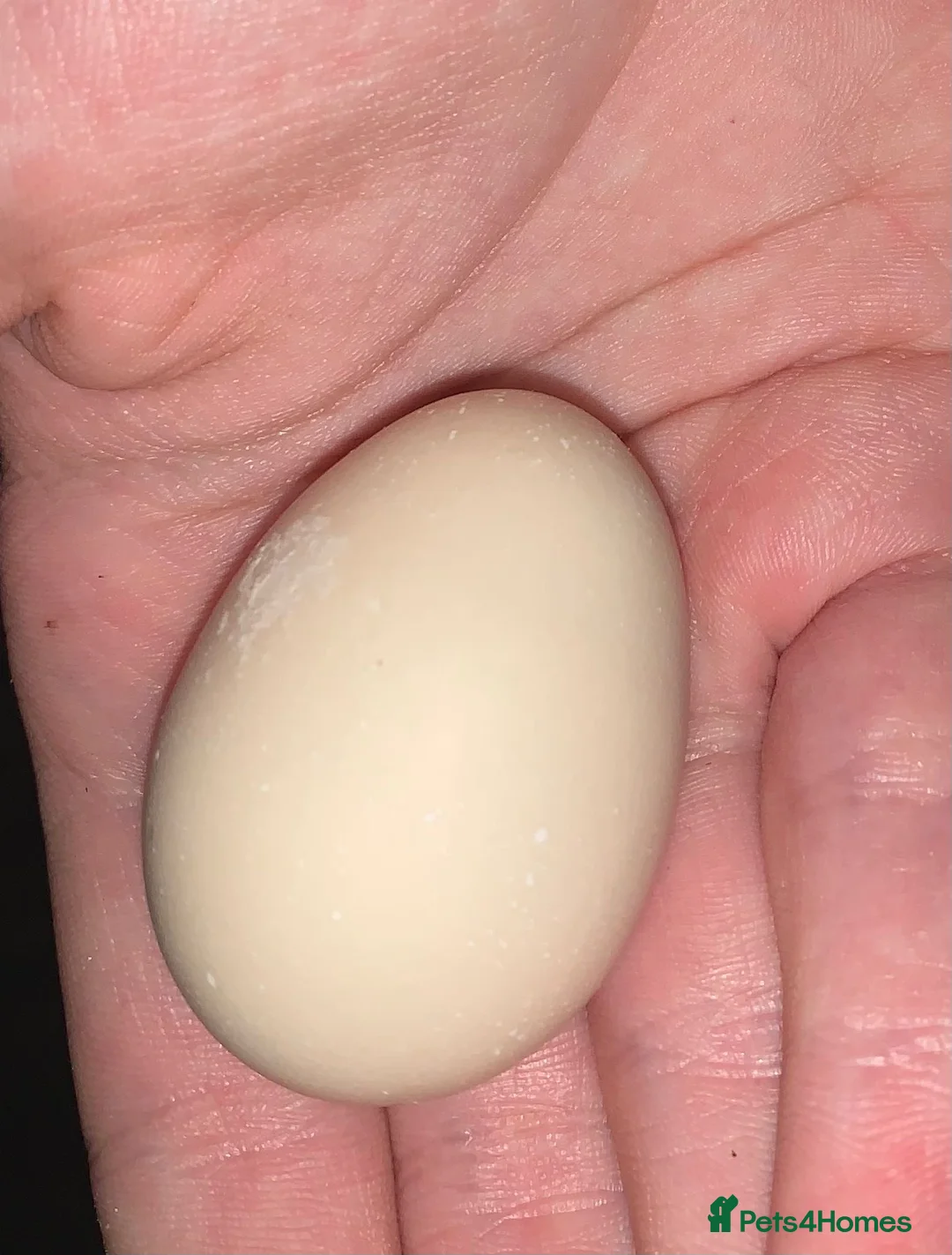 Chickens poultry for sale: Japanese bantam hens - Advert 4