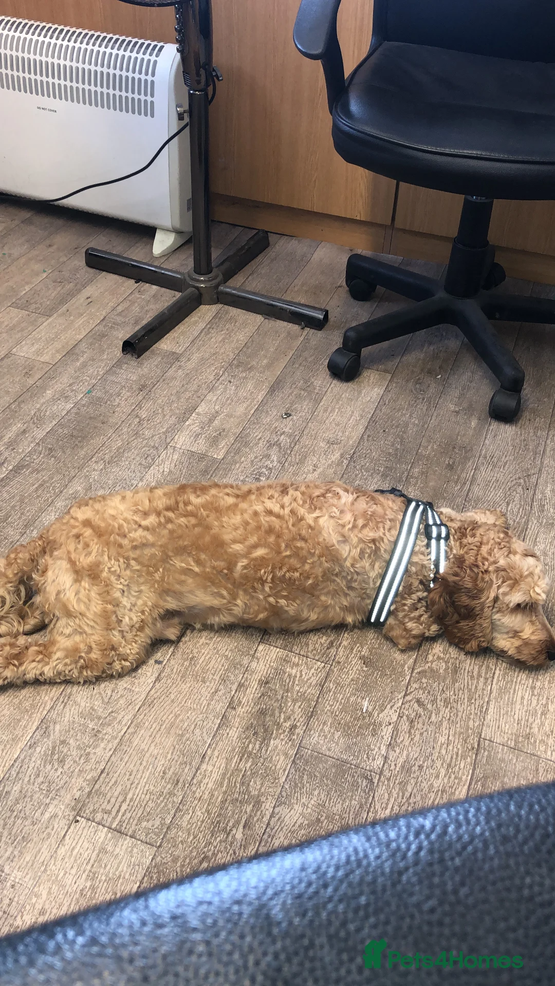 Cockapoo dogs for sale: Cockapoo *PLEASE READ BELOW* in Hull - Advert 4