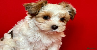 Yorkshire Terrier dogs Rare Blueberry Yorkshire terrier (tested parent) - Advert 4