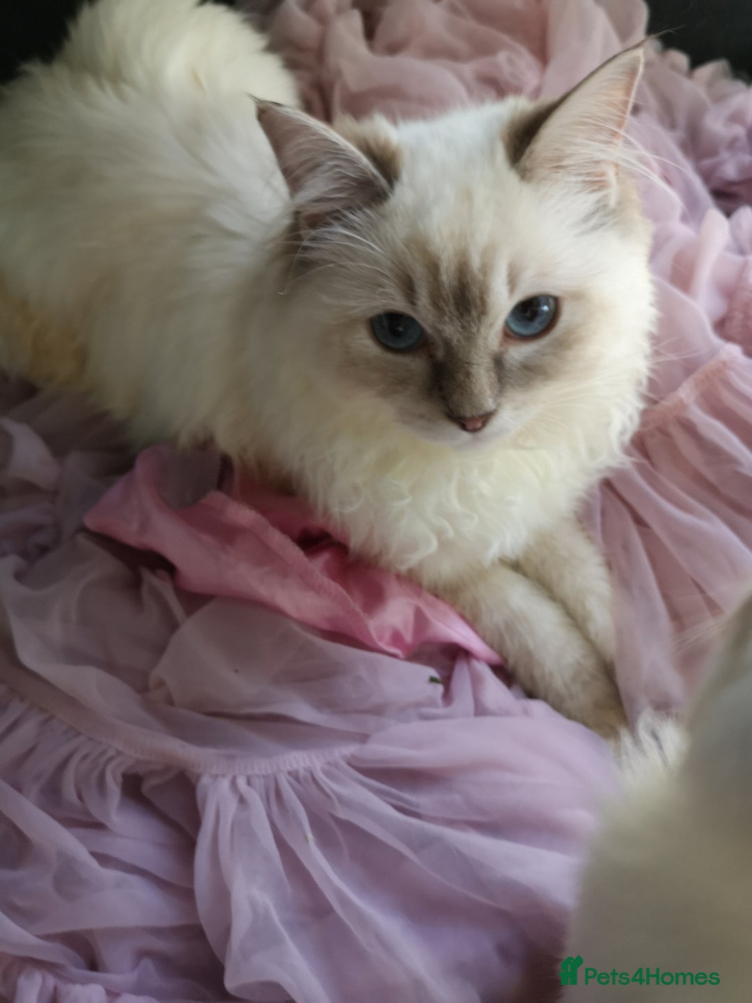 Ragdoll cats for sale: TICA Ragdoll Kittens (pet only)  - Image 4