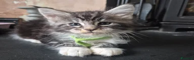 Green Gizmo