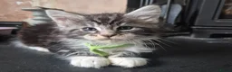 Maine Coon cats for sale: Gorgeous Chunky Maine Coon Kittens Tica Registered - Advert 5
