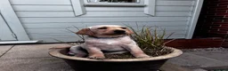 Goldador dogs for sale: Stunning Goldador puppies  - Advert 3