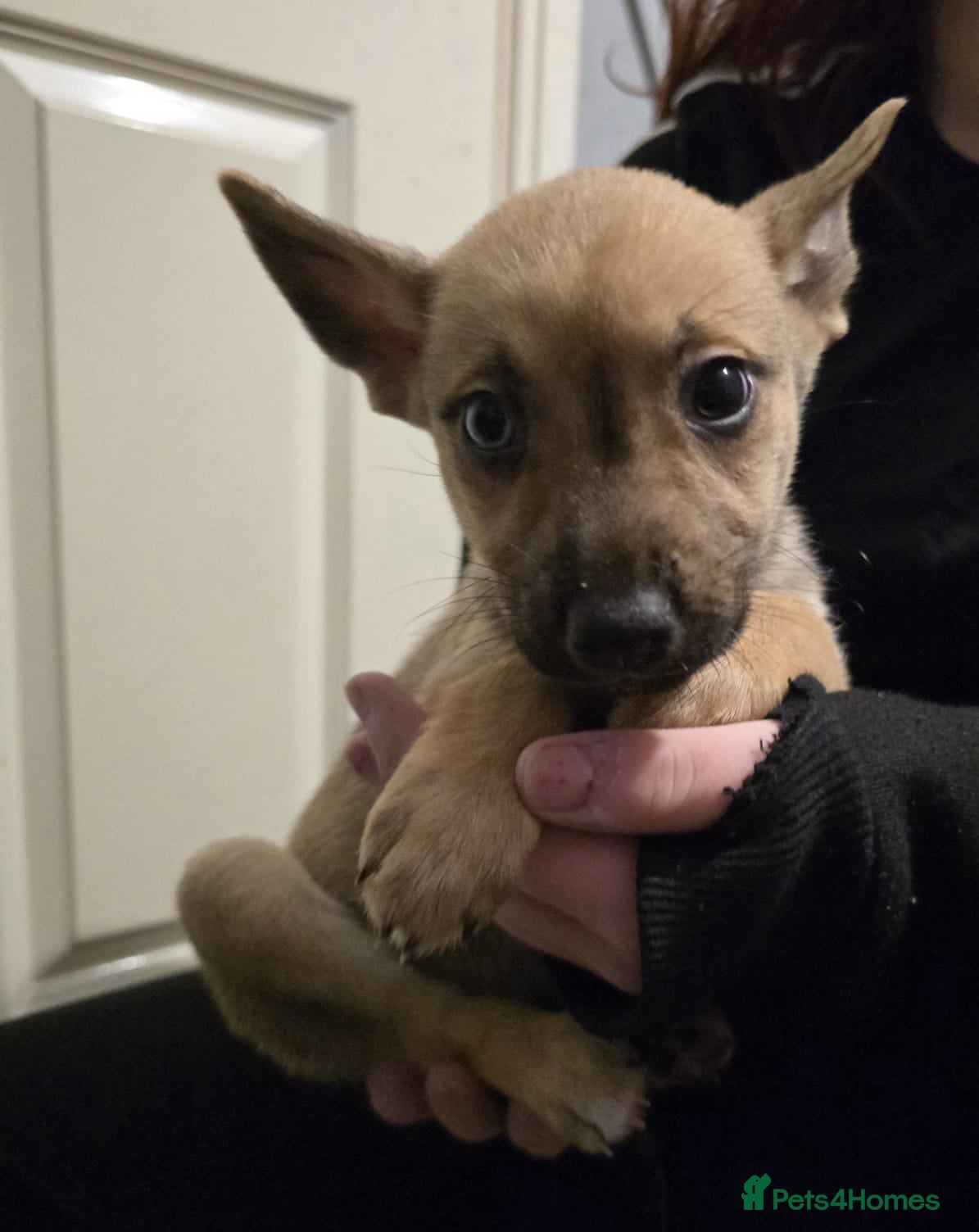 Mixed Breed dogs 1 female left ready to go Staffy X Husky Puppies - Advert 1