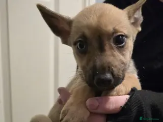 Mixed Breed dogs 1 female left ready to go Staffy X Husky Puppies - Advert 1