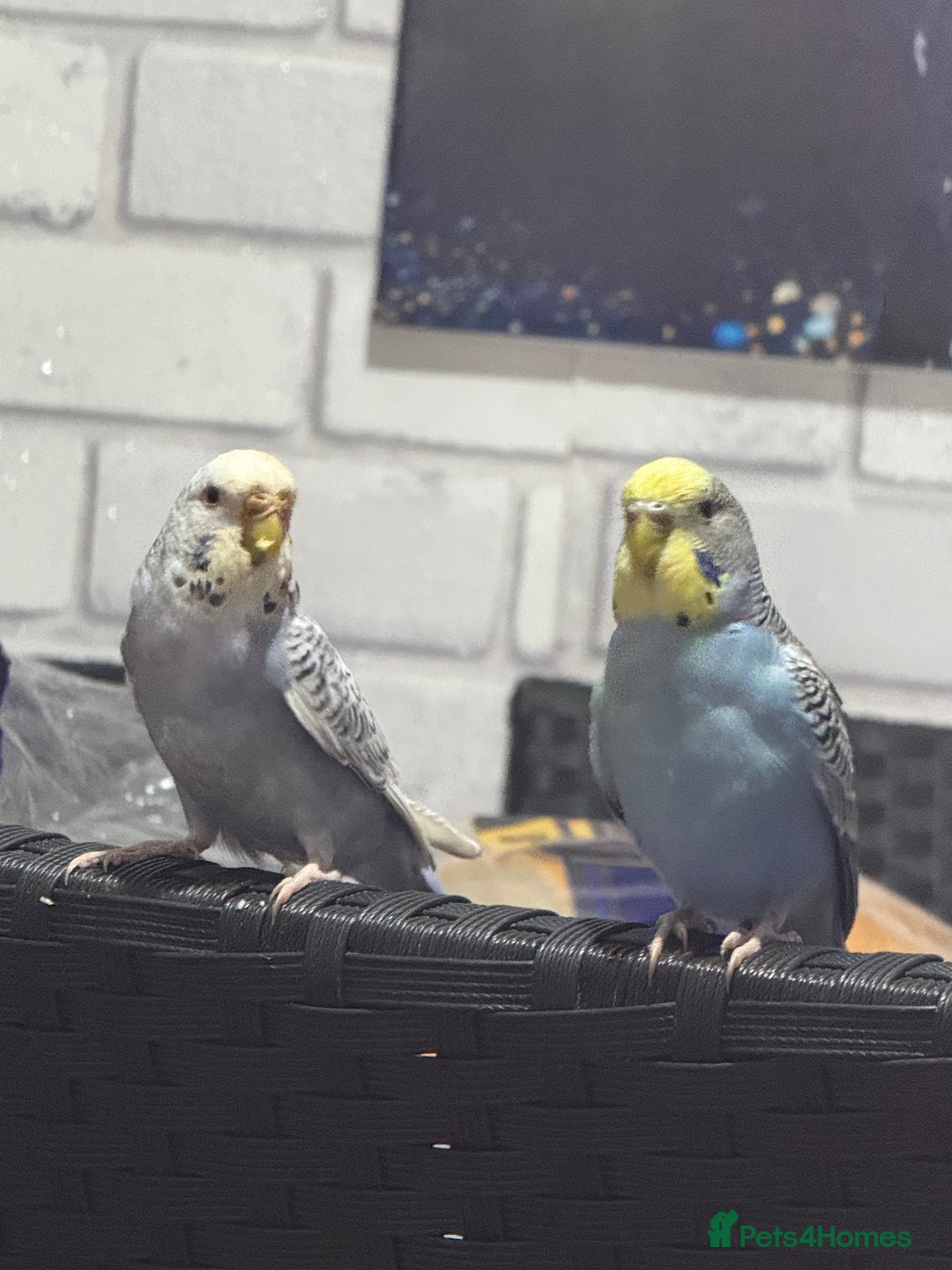 Canaries birds for sale: Canaries – Male & Female,With Cage and Toys - Advert 2