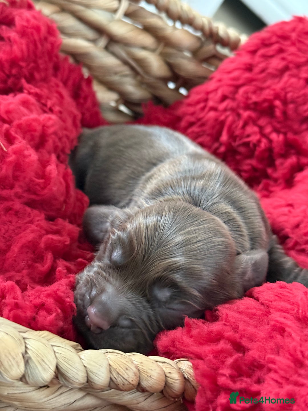 Cocker Spaniel dogs for sale: Show cocker spaniels  - Advert 7