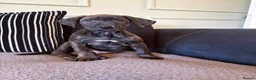 Mixed Breed dogs for sale: 🐾 Rhodesian Ridgeback x Bull Lurcher Puppies 🐾 - Advert 11