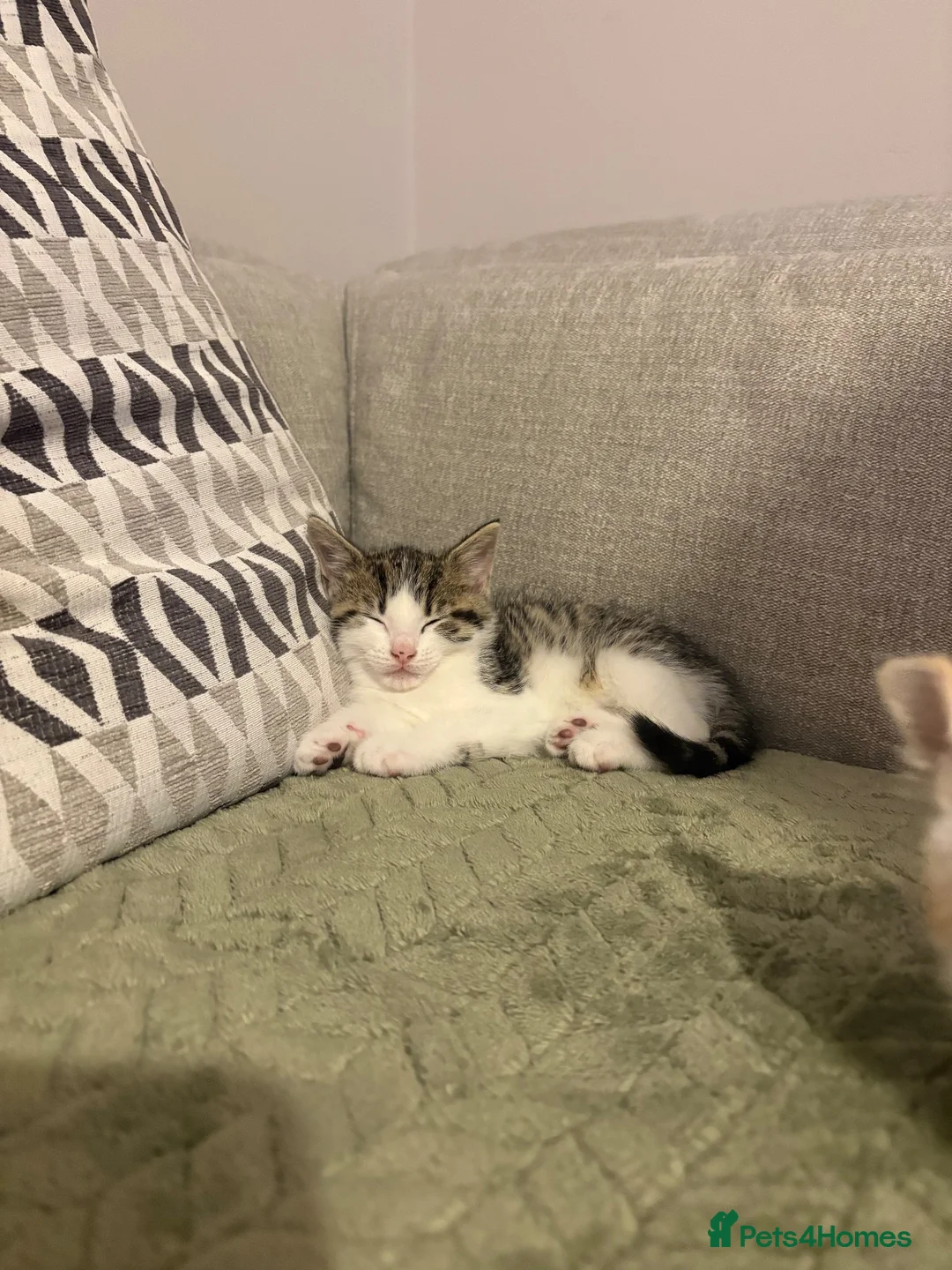 Mixed Breed cats for sale: Gorgeous little of kittens for sale  in Maidenhead - Advert 2