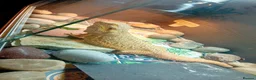Bearded Dragon reptiles for sale: Beautiful  bearded dragon - Advert 6