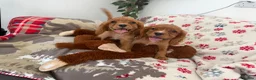 Cavalier King Charles Spaniel dogs for sale:     Puppies – Ready for Their Forever Homes - Advert 3