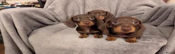 Miniature Dachshund dogs for sale: Litter of three Miniature Dachshunds for sale. - Advert 2