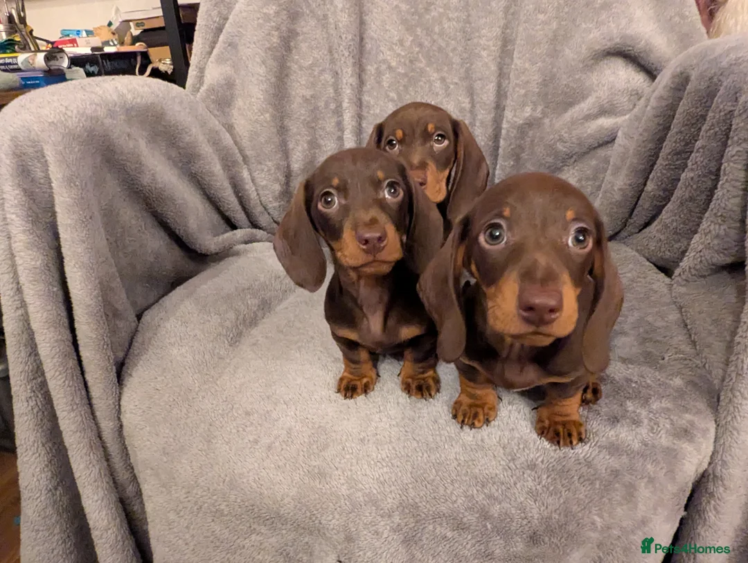 Miniature Dachshund dogs for sale: Litter of three Miniature Dachshunds for sale. - Advert 2