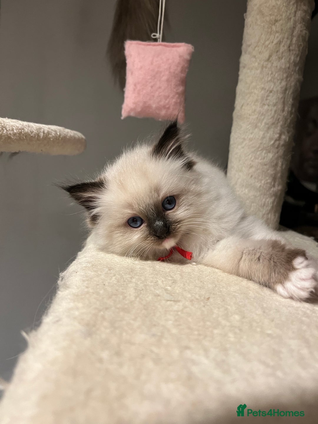 Ragdoll cats for sale: **LAST BOY** CHUNKY RAGDOLL KITTENS FOR SALE - Advert 9