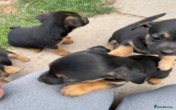 Mixed Breed dogs for sale: Jack Russell Black and Tan terrier puppies  - Image 22