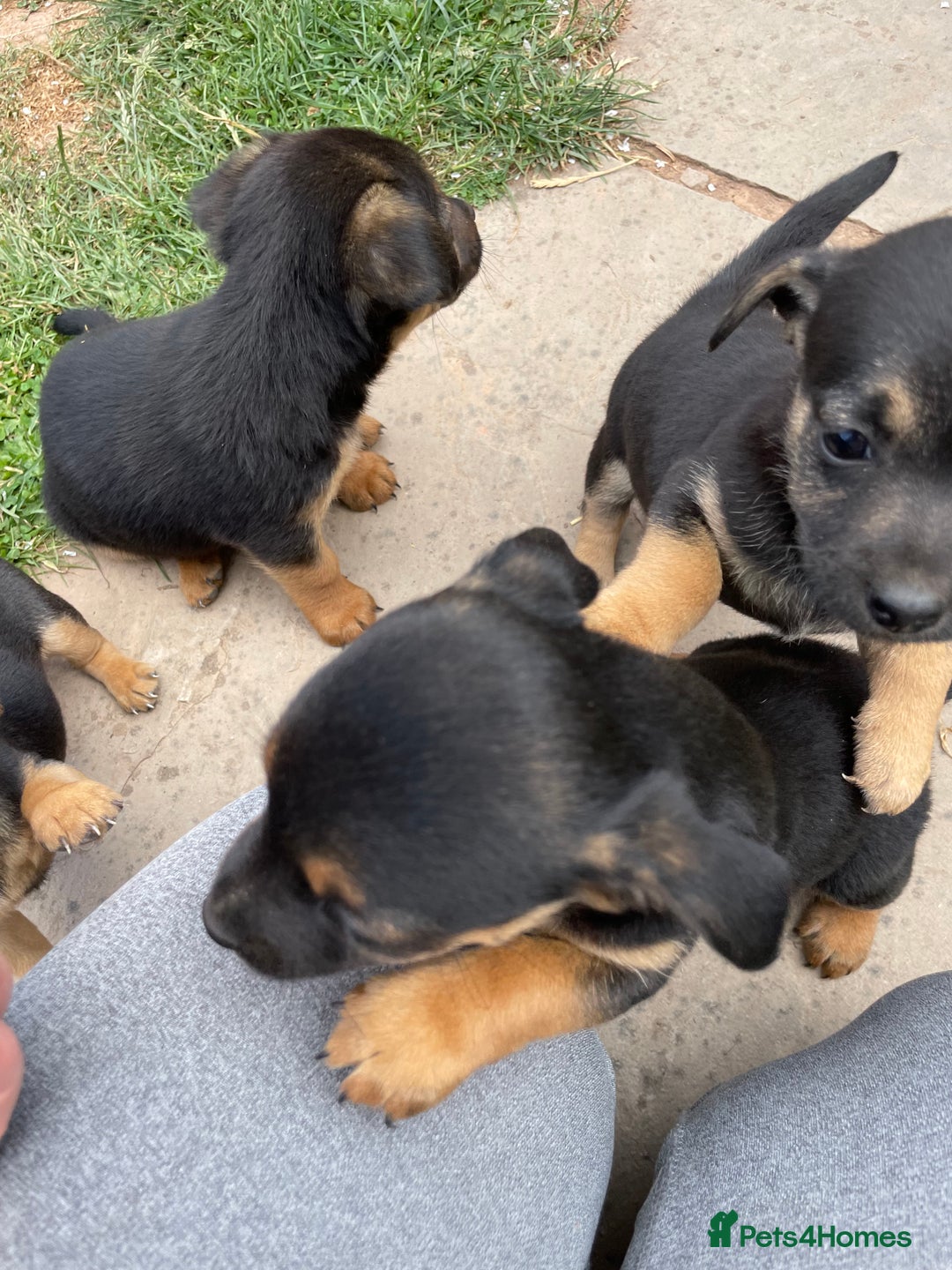 Mixed Breed dogs for sale: Jack Russell Black and Tan terrier puppies  - Image 22