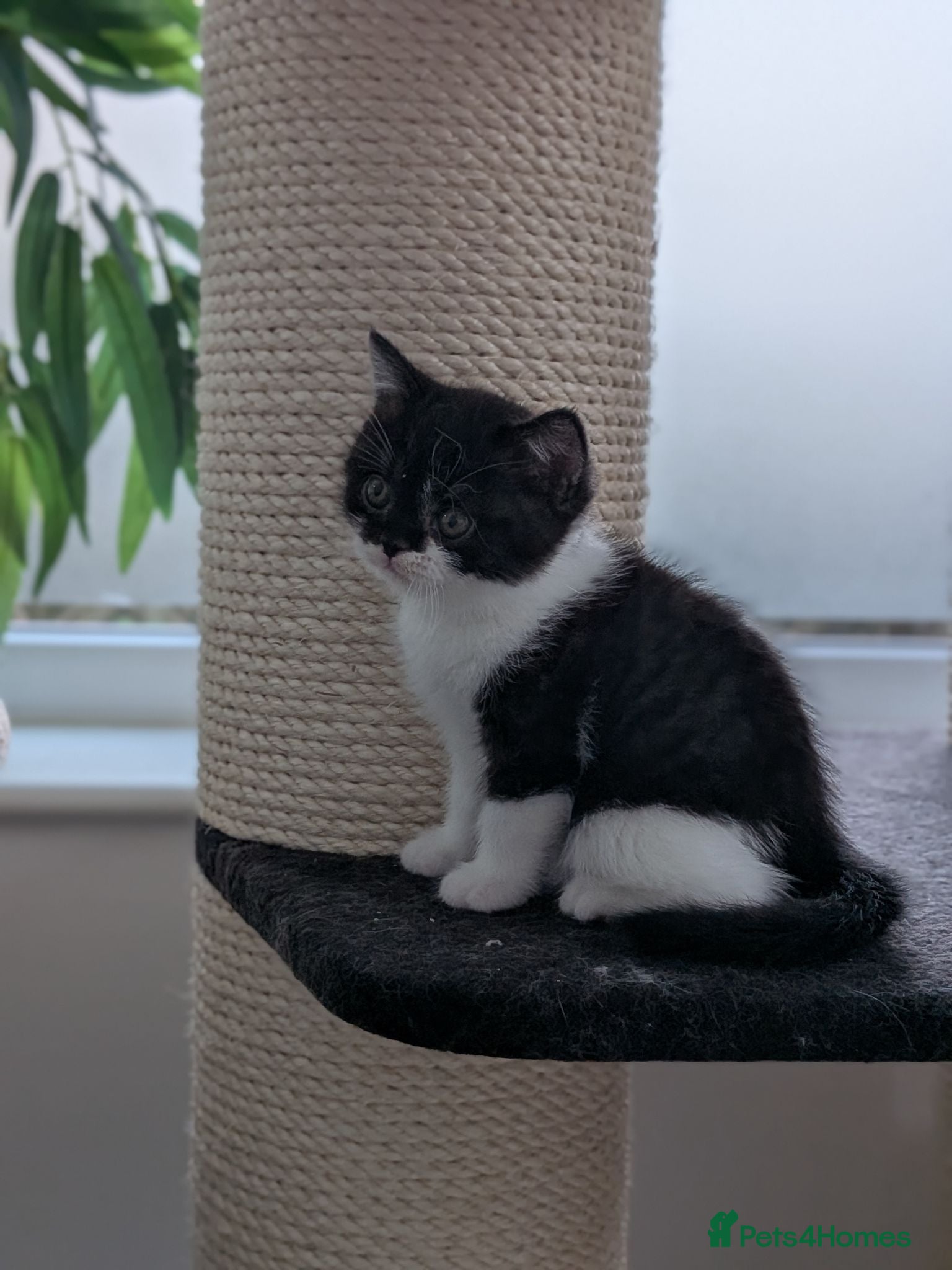 British Shorthair cats GCCF registered Kittens champion sired  - Advert 2