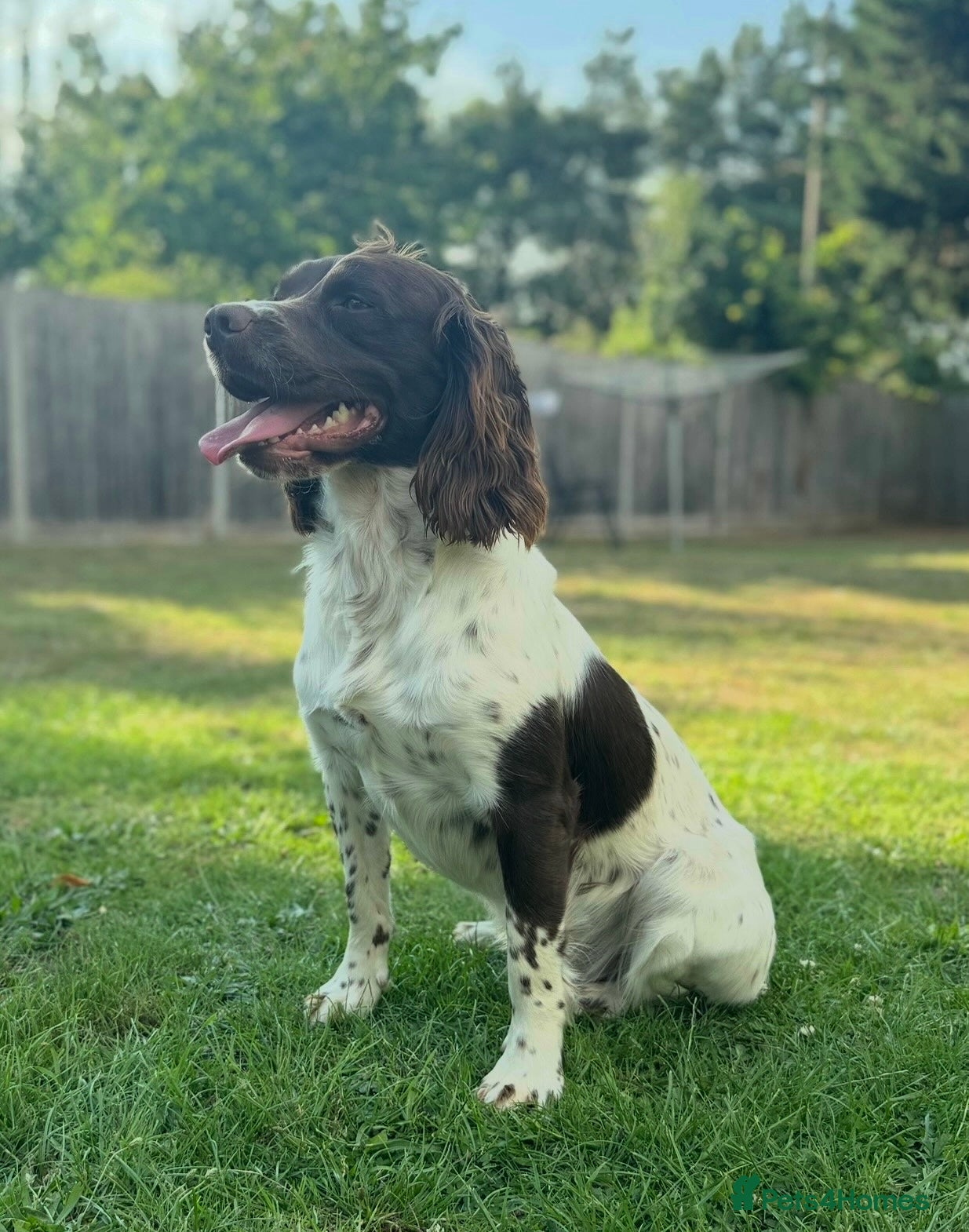 English Springer Spaniel dogs KC Reg, Health tested & Proven Working ESS - Advert 5