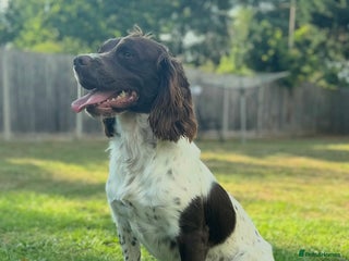 English Springer Spaniel dogs - Advert 1