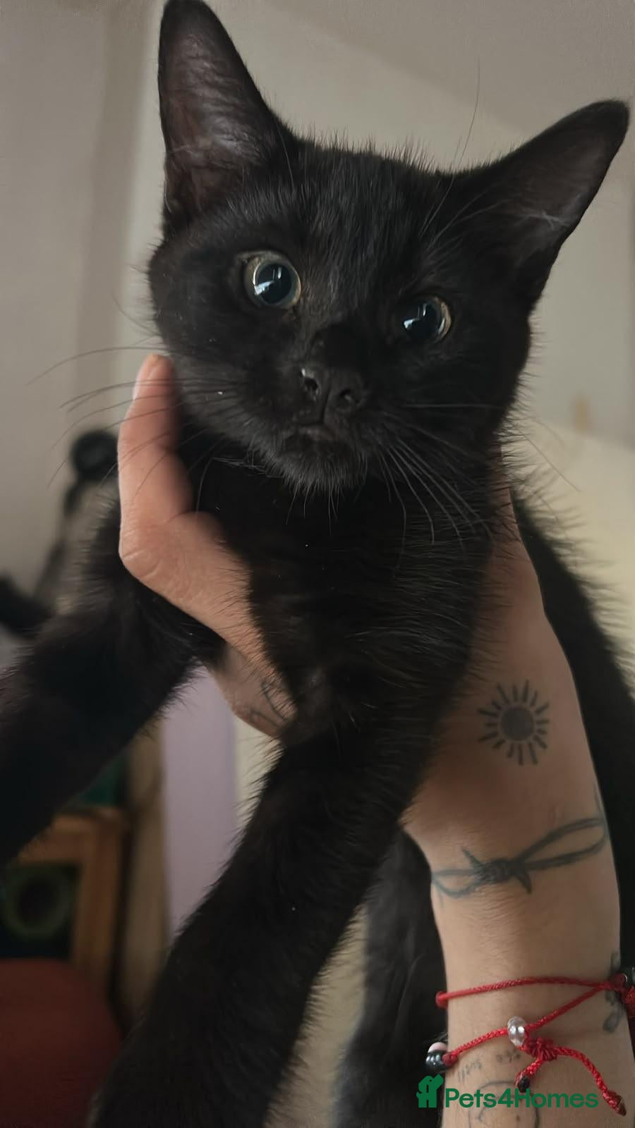 Mixed Breed cats 2 Sweet Black Kittens Looking for a ForeverHome - Advert 1