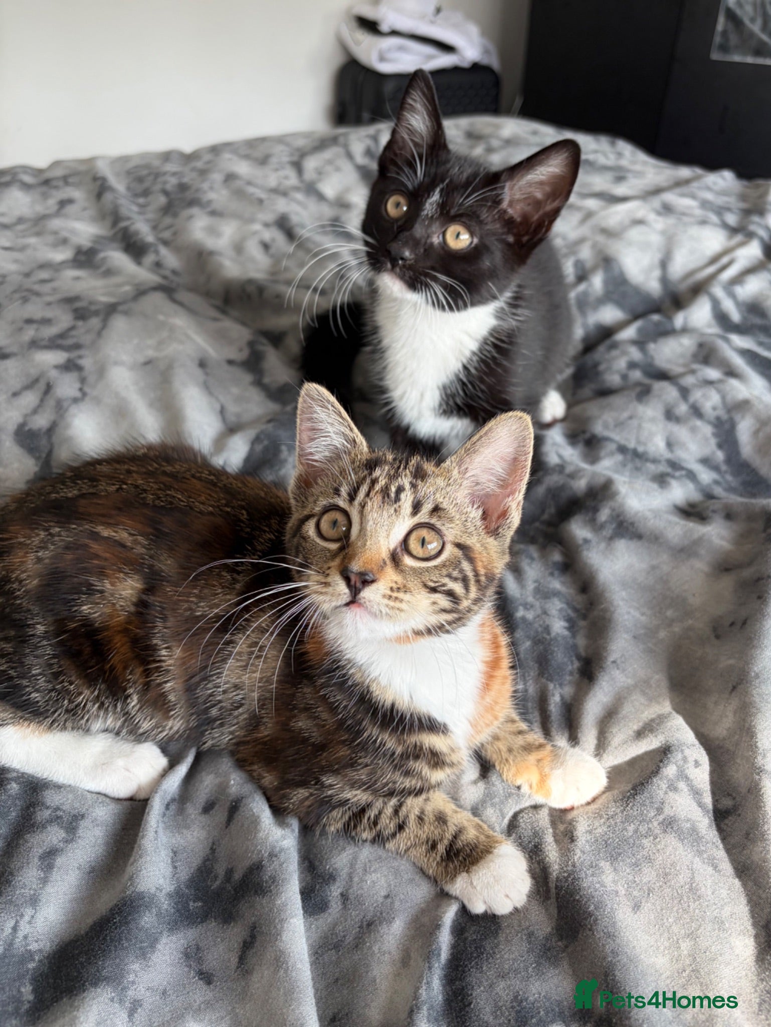 British Shorthair cats Two Playful Kittens  - Advert 10