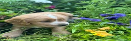 Mixed Breed dogs for sale: Cocker Sammy Spaniel puppies - Advert 22