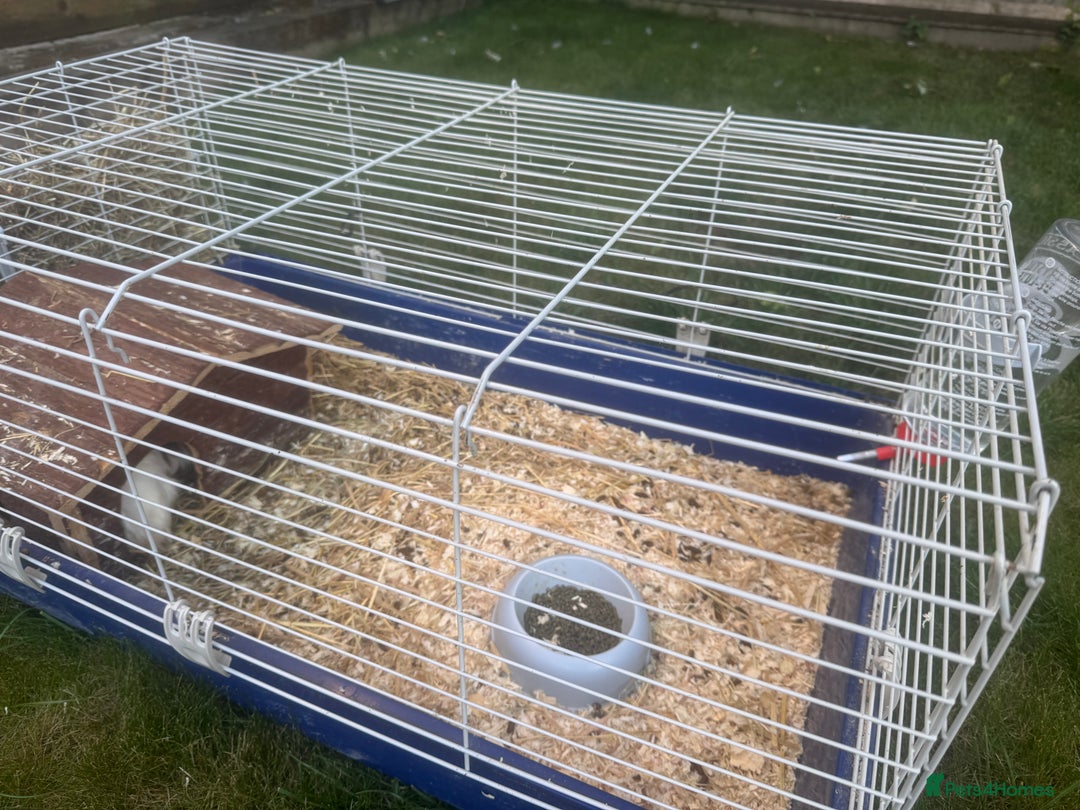 Guinea Pig rodents for sale: Guineea pigs for free - Image 3