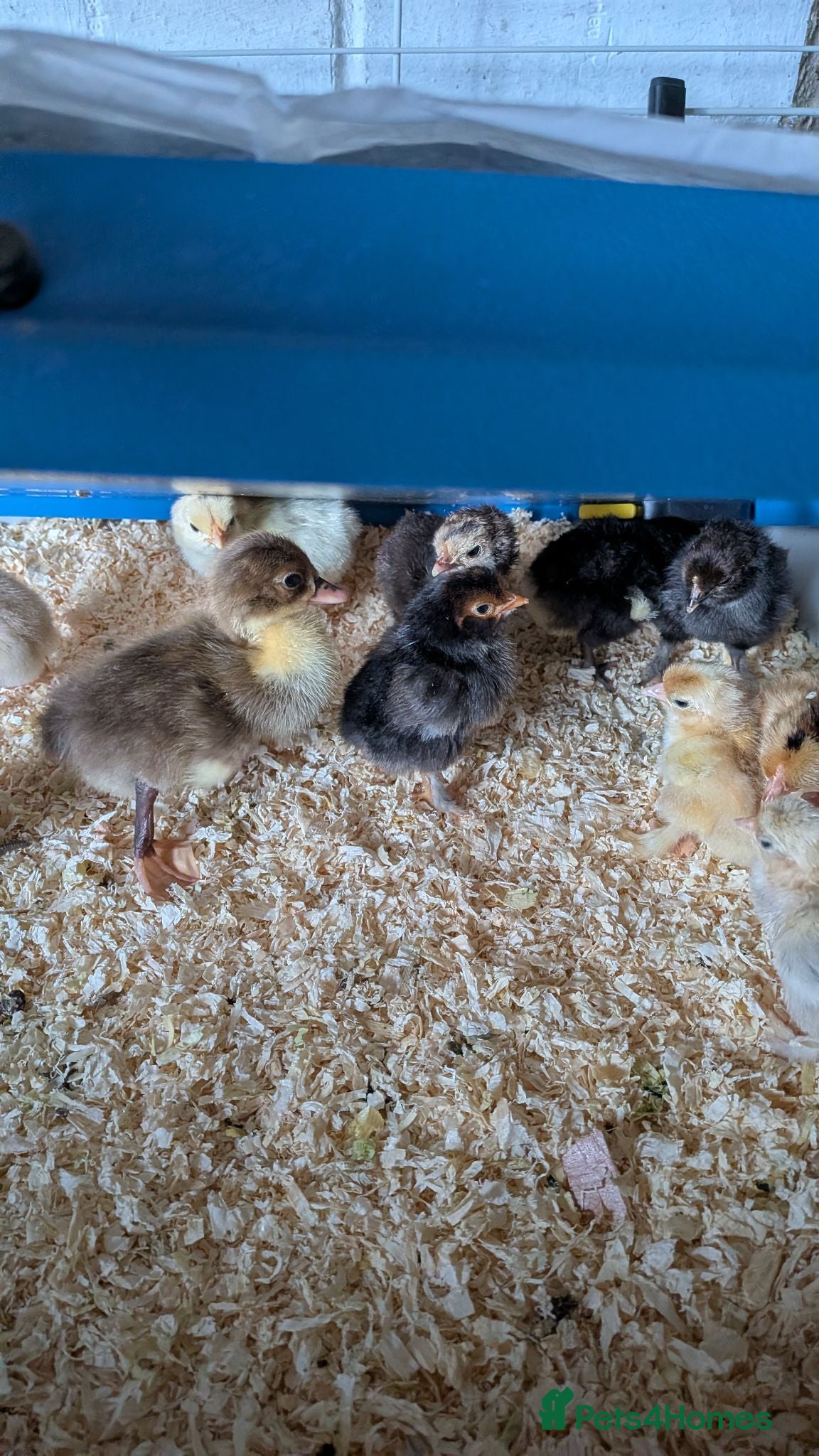 Chickens poultry Day old bantums and hybrids  - Advert 1