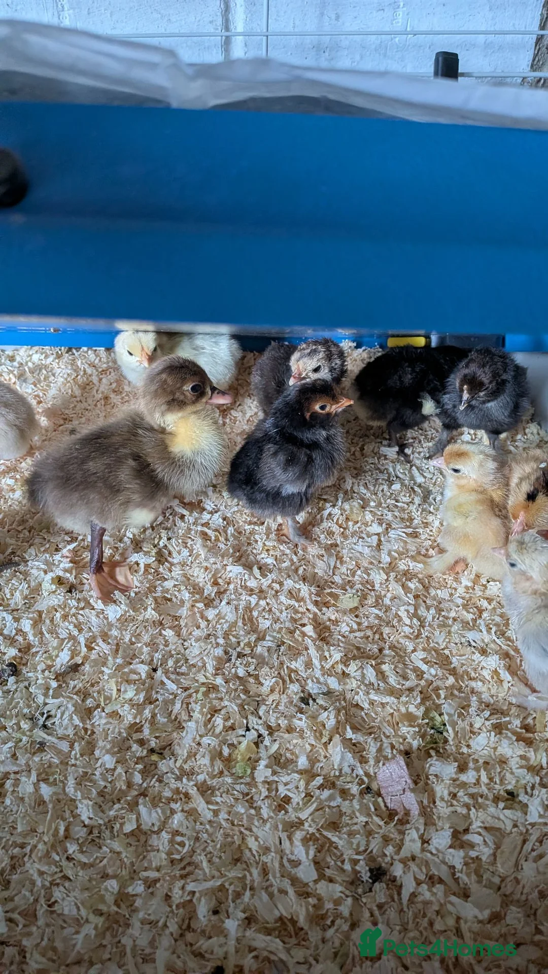 Chickens poultry for sale: Day old bantums and hybrids  - Advert 1