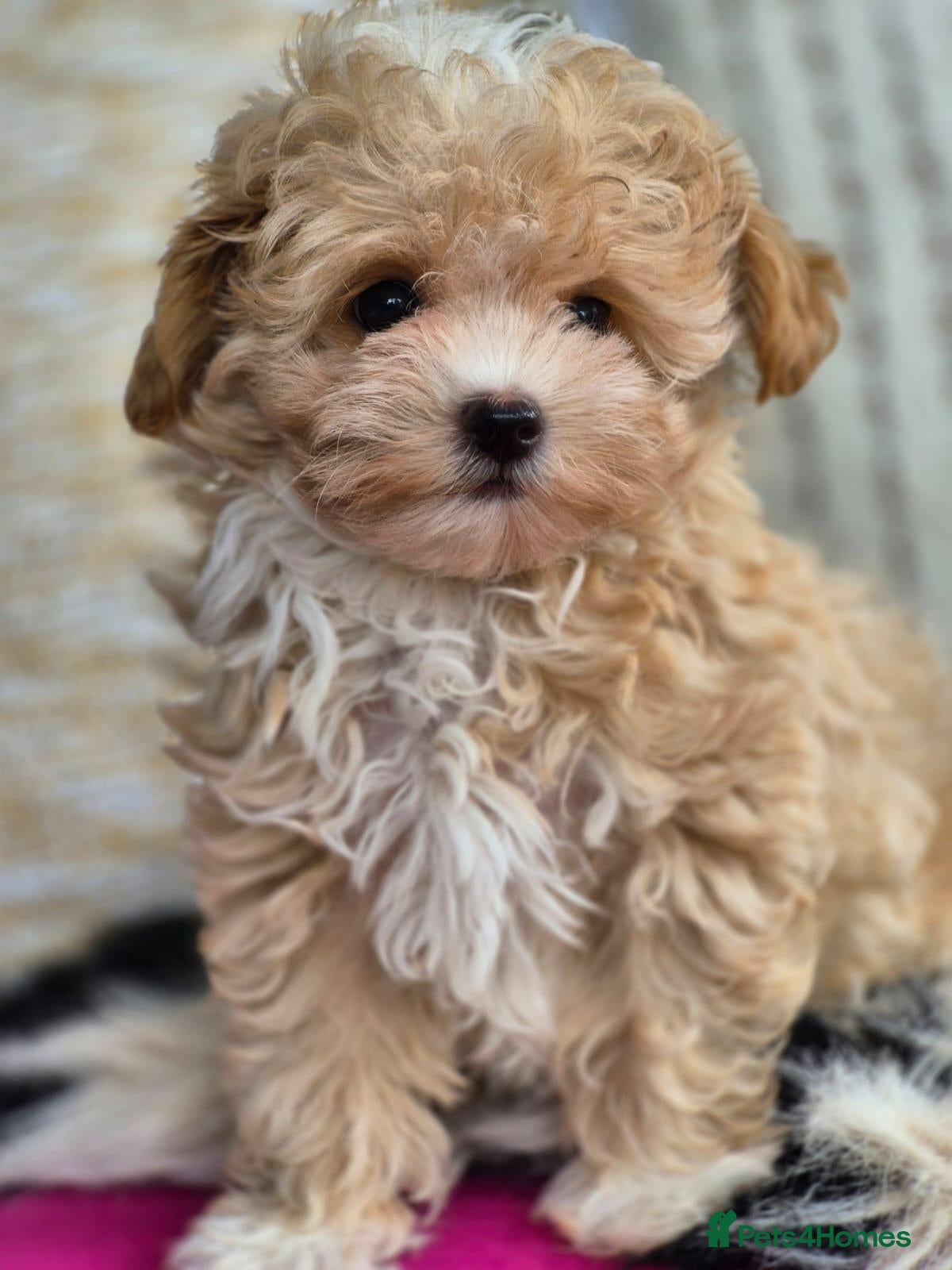 Maltipoo dogs Amazing Tiny Korean Maltipoo Puppies.  - Advert 1