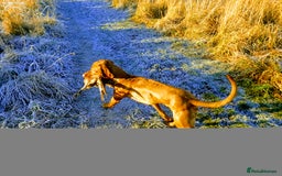 Hungarian Vizsla dogs for stud: Mr David McKerron  - Image 10