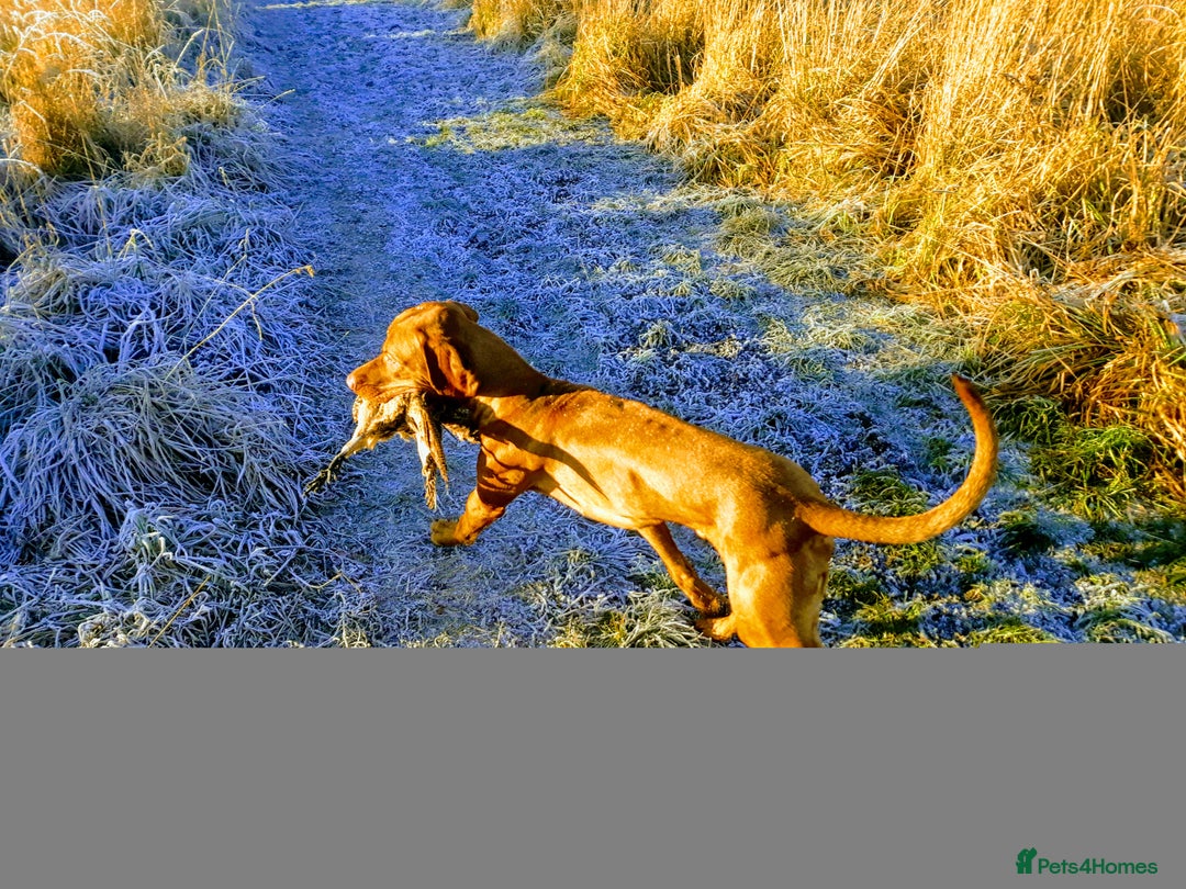 Hungarian Vizsla dogs for stud: Mr David McKerron  - Image 10