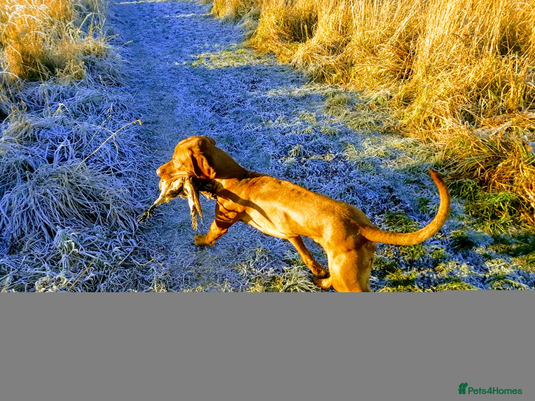 Hungarian Vizsla dogs for stud: Mr David McKerron  - Advert 10