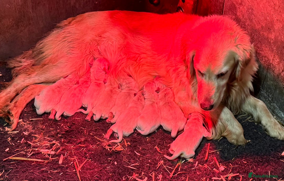 Golden Retriever dogs for sale: Beautiful Chunky Goldie’s  - Image 9