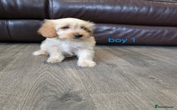 Cockapoo dogs for sale: Adorable cockapoo pups ready to go 🐶 - Image 33