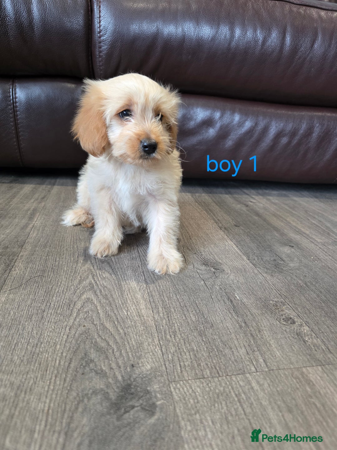 Cockapoo dogs for sale: Adorable cockapoo pups ready to go 🐶 - Image 33