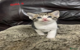 Mixed Breed cats for sale: 6 X BEAUTIFUL MIXED BREED KITTENS BORN 23.08.2025  - Image 20