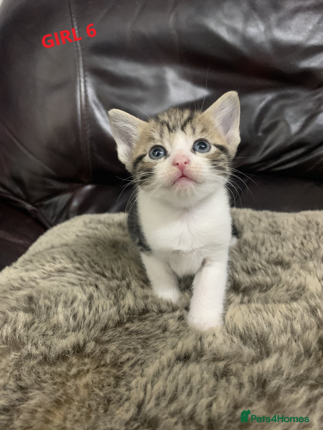Mixed Breed cats for sale: 6 X BEAUTIFUL MIXED BREED KITTENS BORN 23.08.2025  - Image 20